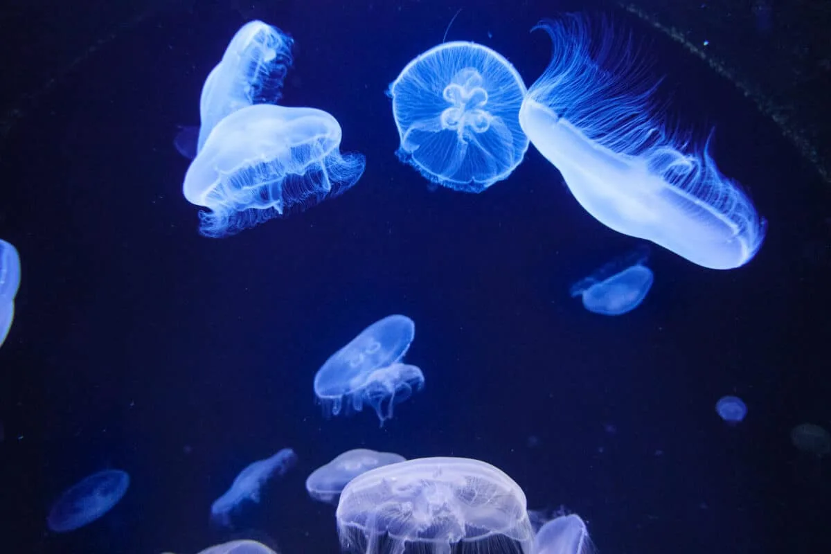 Group of jellyfish in the water Crete Greece Europe.