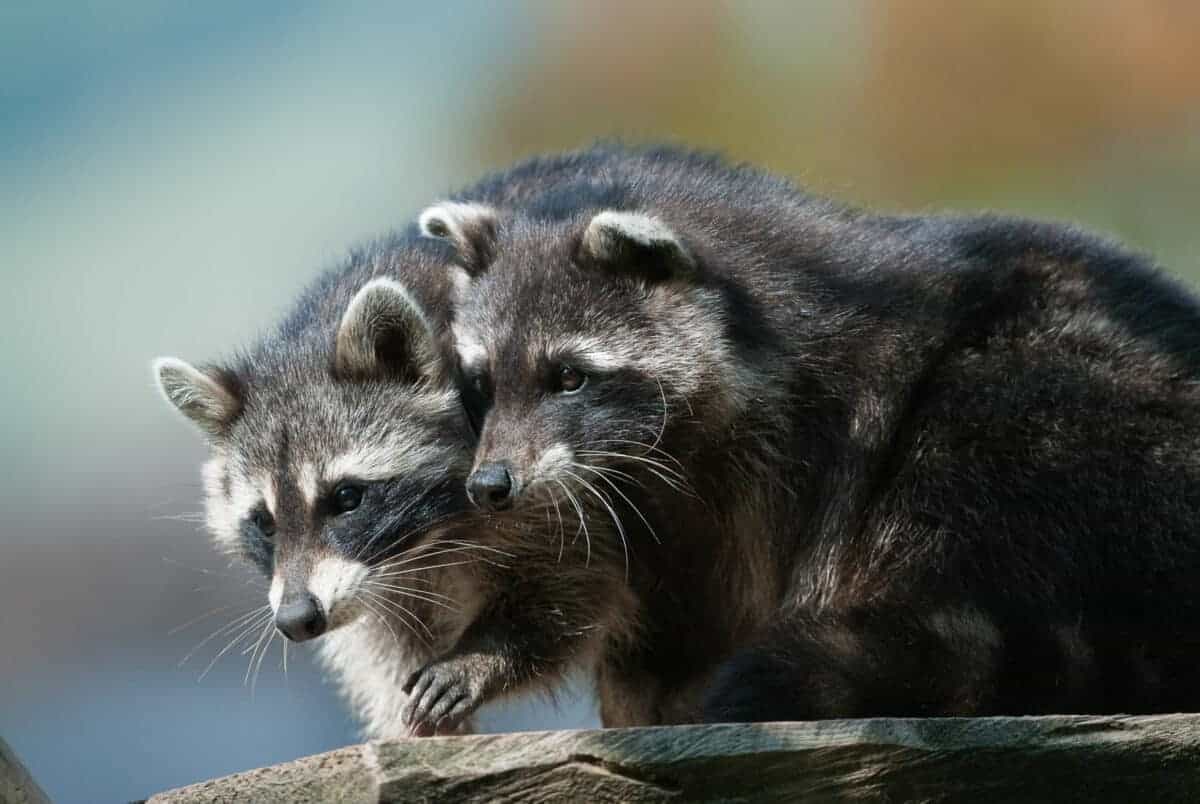 Racoons