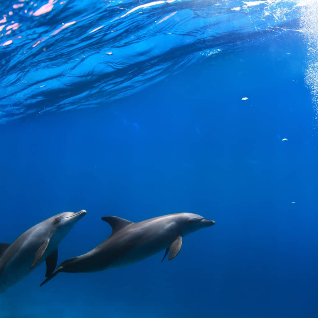 Dolphins swimming
