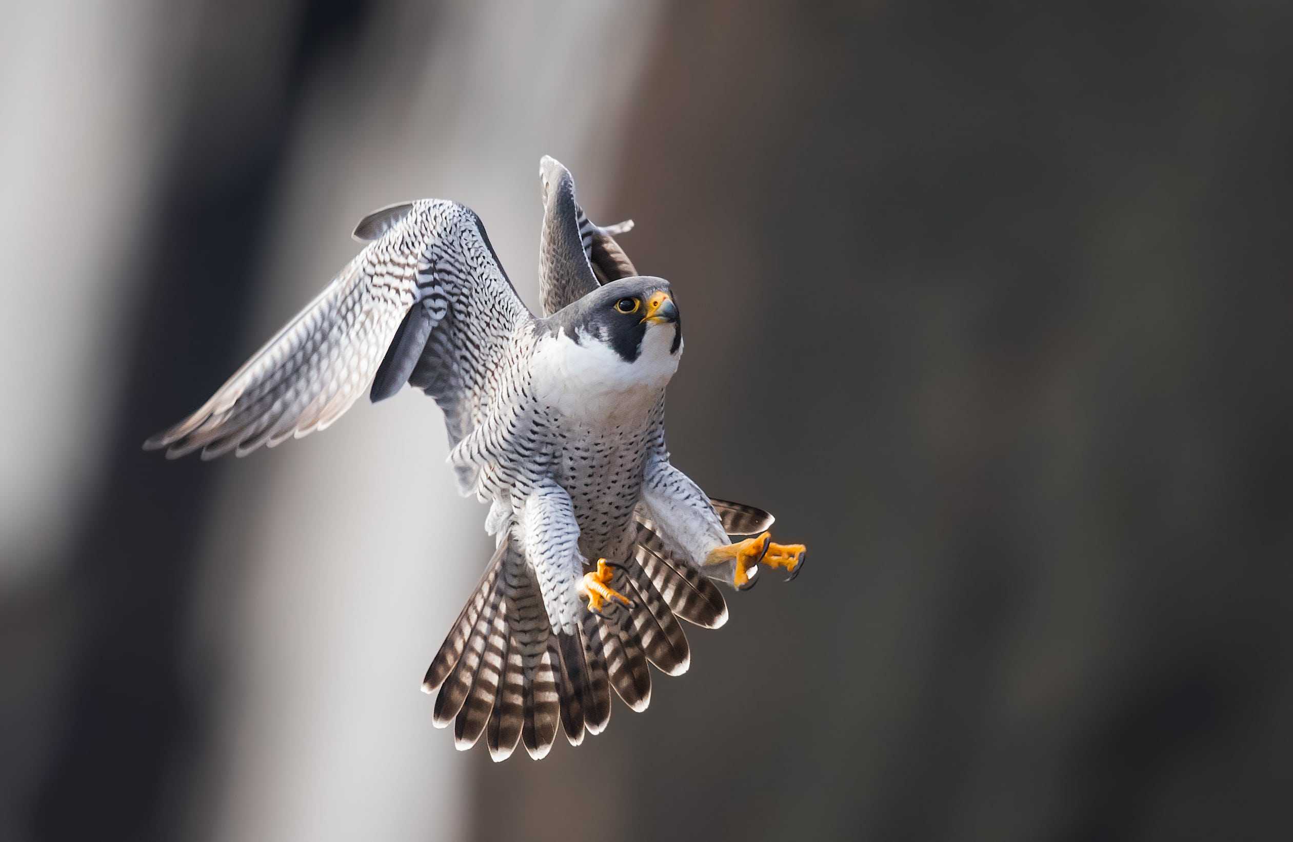 The Five Fastest Animals In The World Animals Around The Globe the-five-fastest-animals-in-the-world-animals-around-the-globe