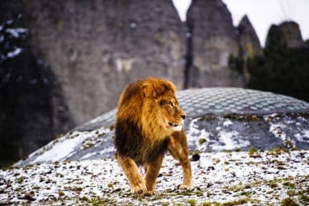 A Closer Look at the World’s Best Big Cat Predators