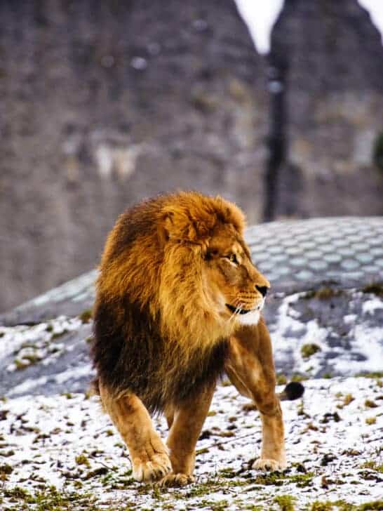 A Closer Look at the World’s Best Big Cat Predators