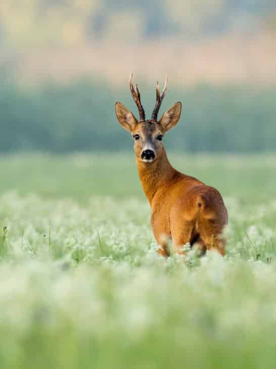 Top 10 Animals and Wildlife in the Black Forest