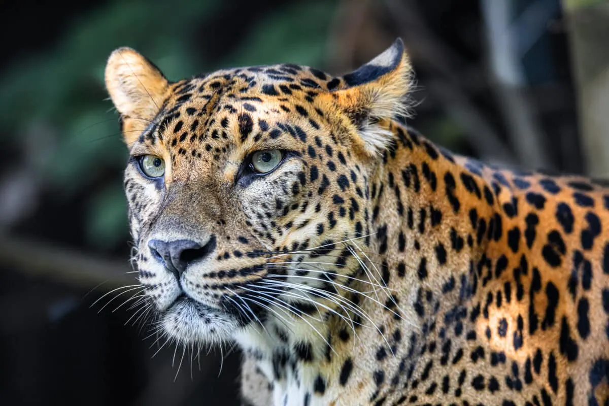 endangered leopard south america
