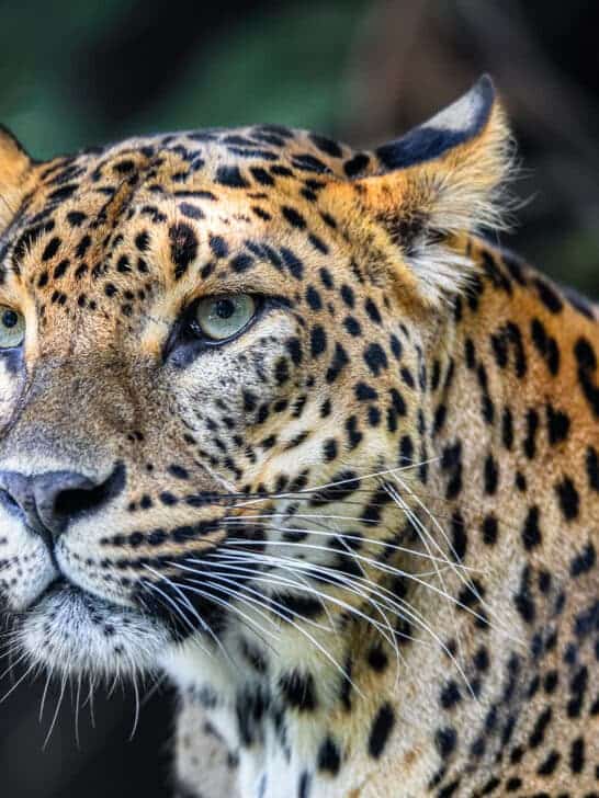10 Most Endangered Animals in South America
