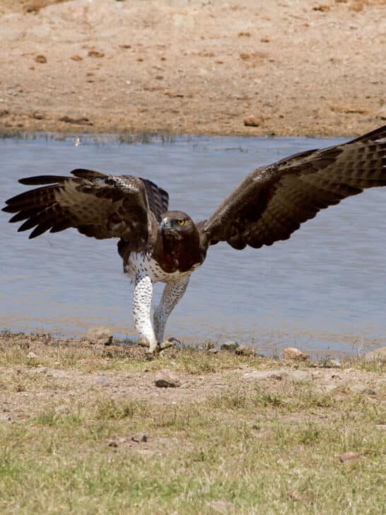 Meet Africa’s Largest Bird: The Martial Eagle