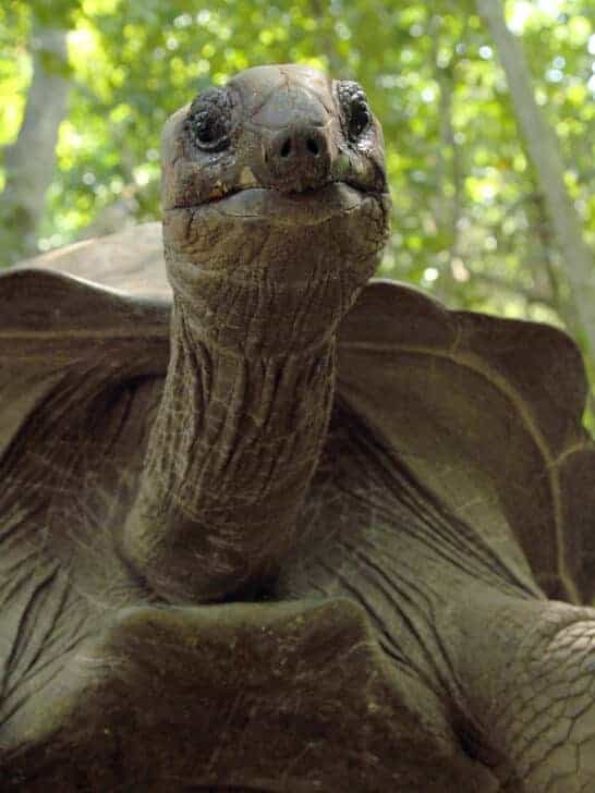 Meet Goliath, The Largest Tortoise Ever Recorded in Florida