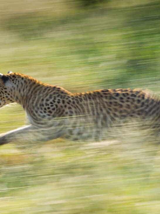 Nature&rsquo;s Fastest Animals &mdash; They Would Win Any Race!