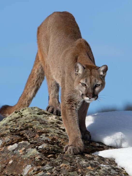 The Most Dangerous Animals in North America