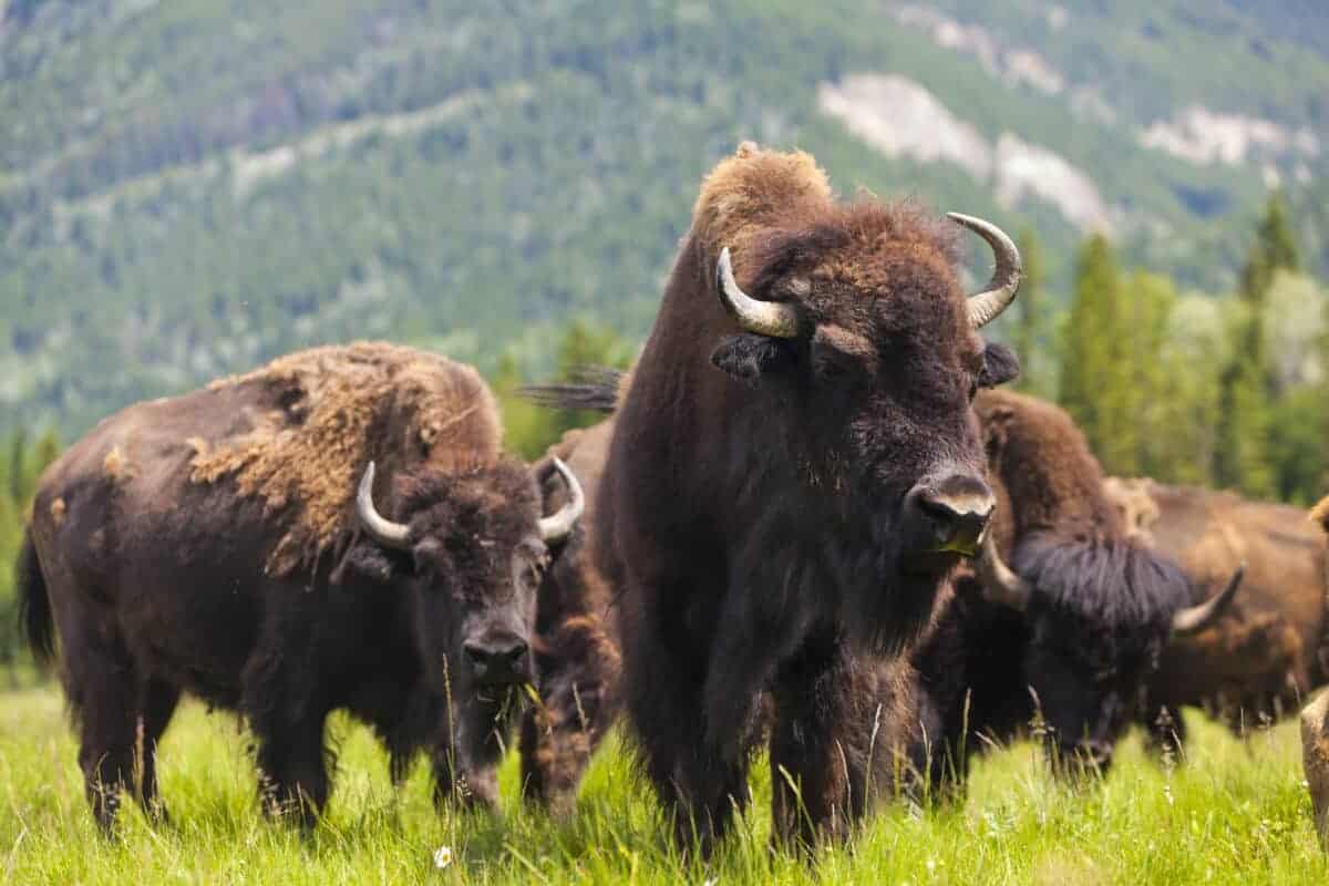 Bison and its herd 