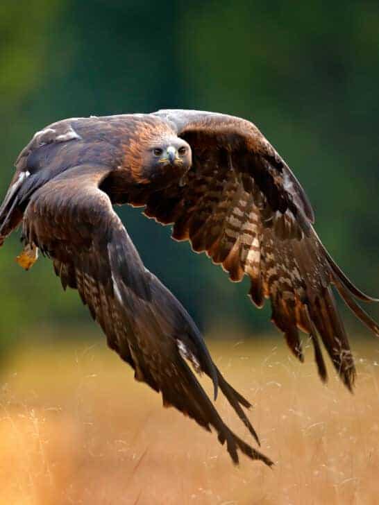The Majestic Golden Eagle: A Journey Through Skies and Terrains
