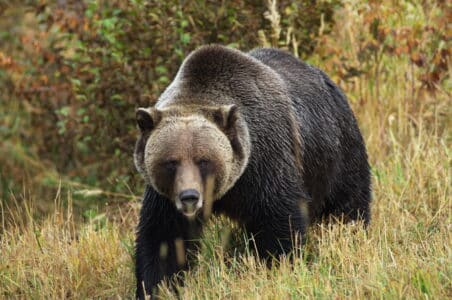 12 Grizzly Bear Facts That Will Leave You in Awe