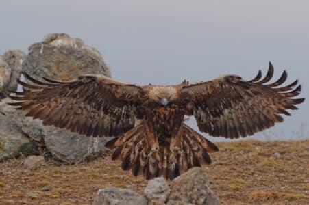 Largest Golden Eagle Ever Recorded