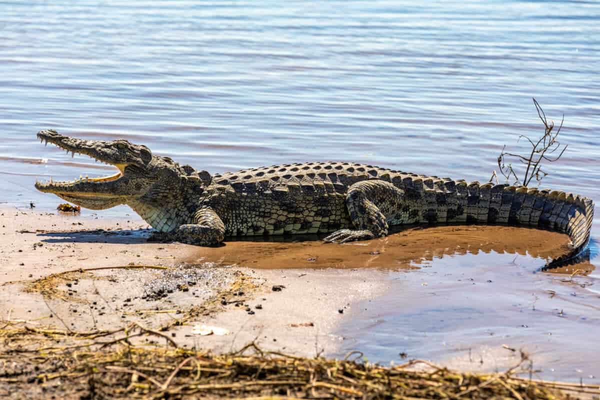 Nile Crocodile 