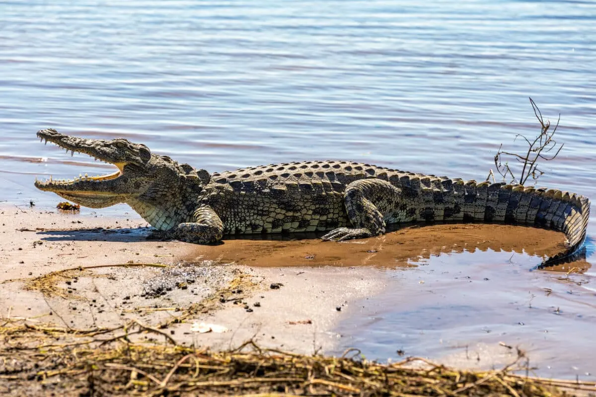 Nile Crocodile