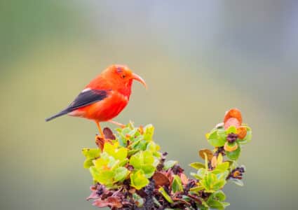Hawaii Releases Millions of Mosquitos to Save Rare Honeycreeper from Extinction