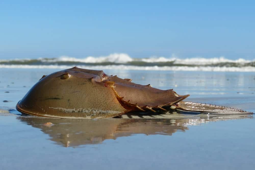 Horseshoe Crab