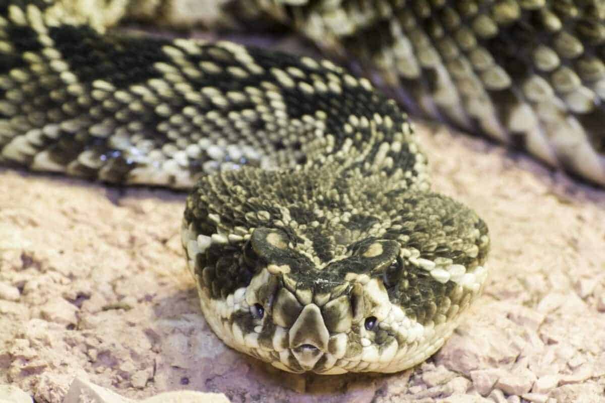 Eastern diamondback rattlesnake 