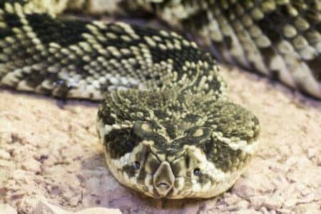 Record-Breaking Eastern Diamondback Rattlesnake in Action