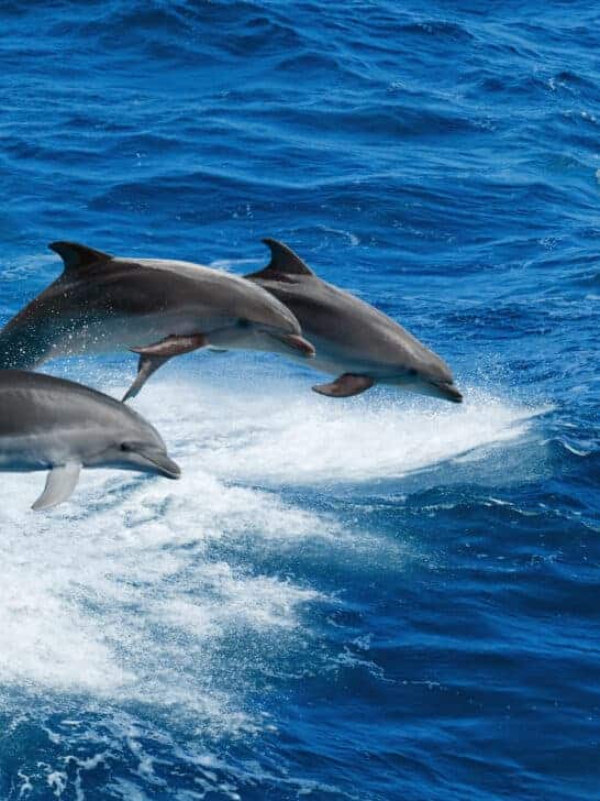 12 Most Intelligent Animals on the Planet