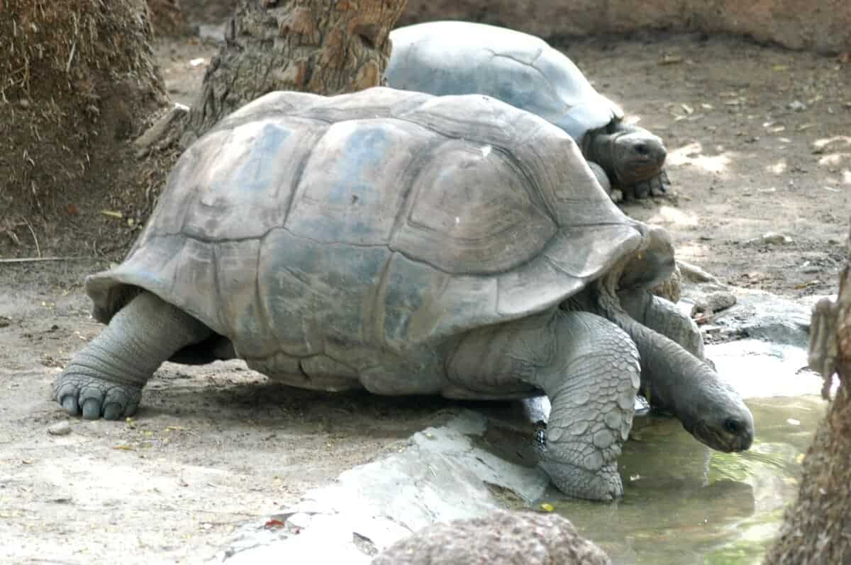 Giant Tortoise