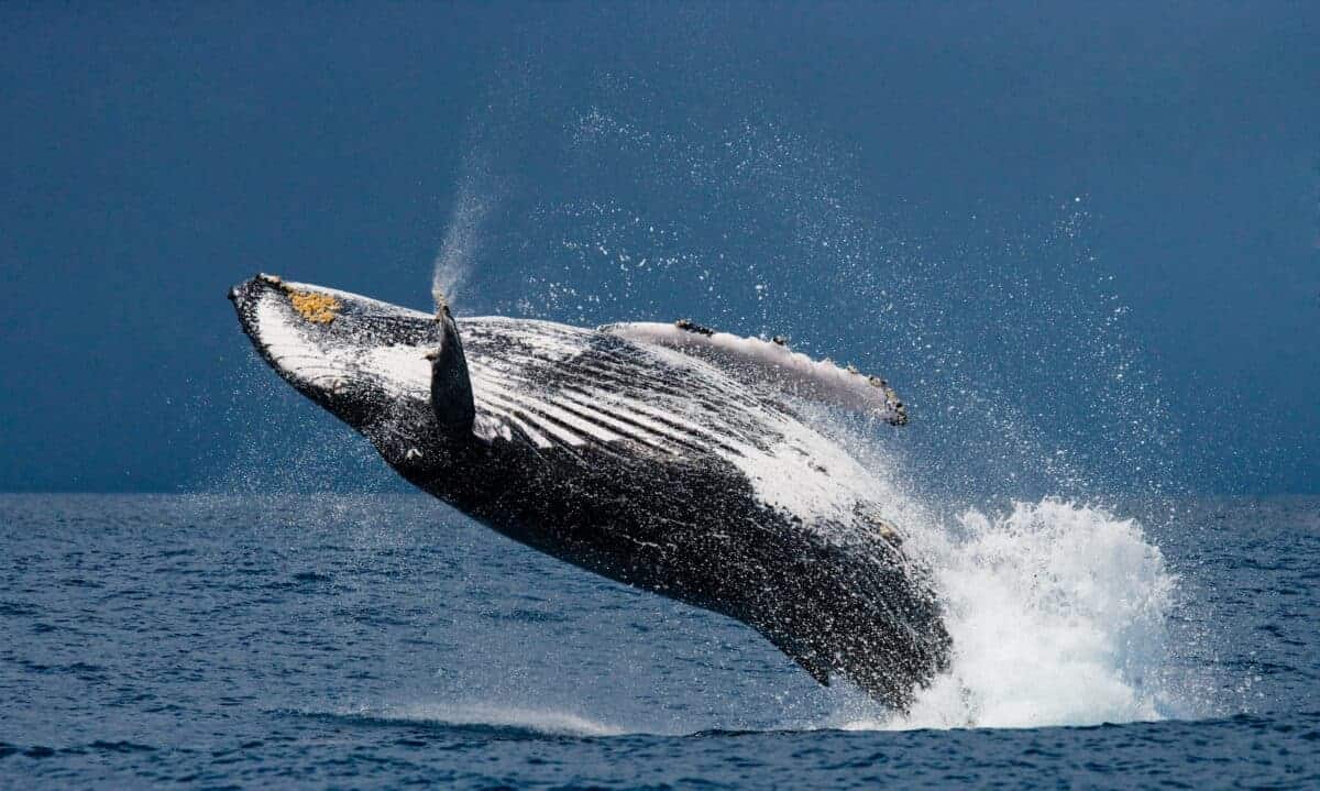 Humpback Whale