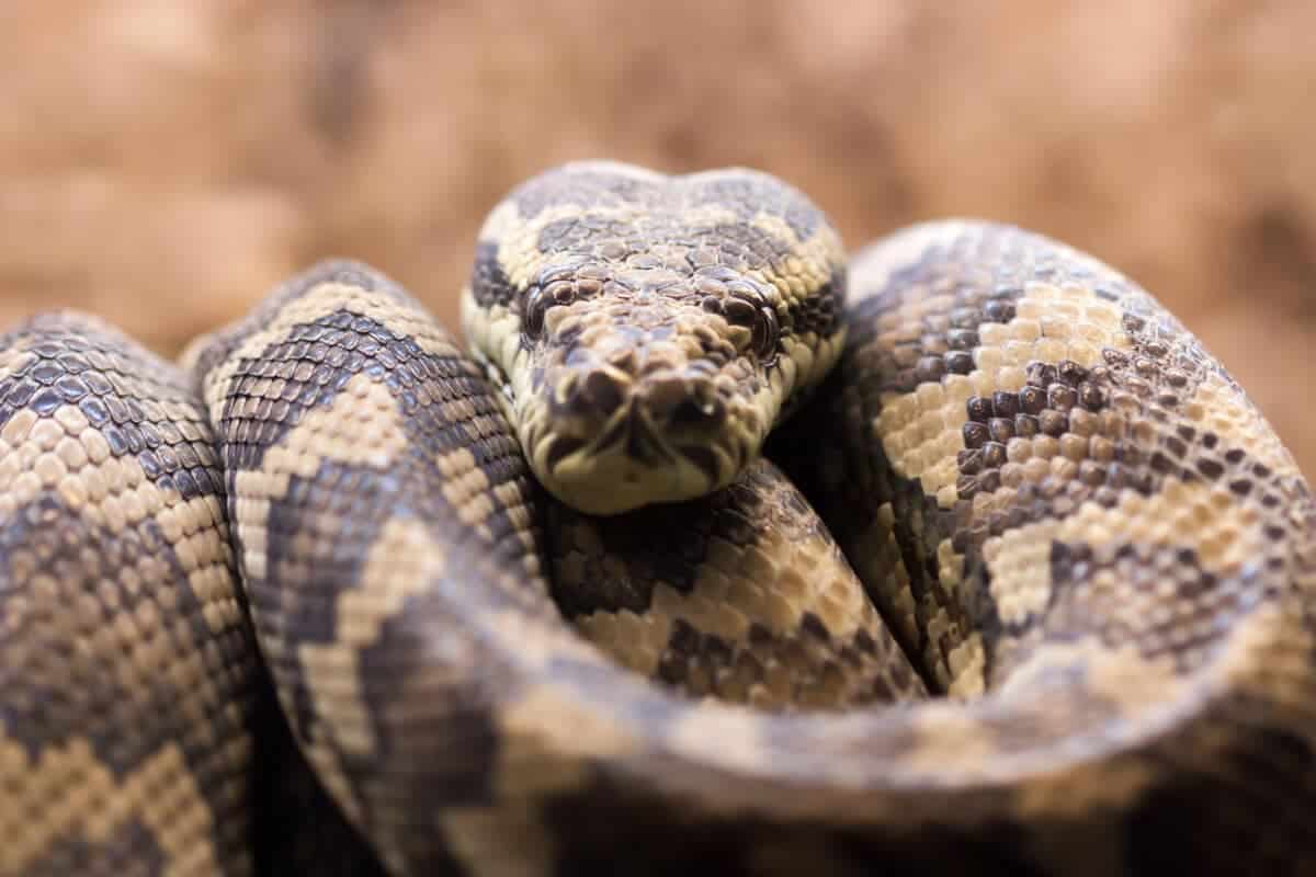 carpet python