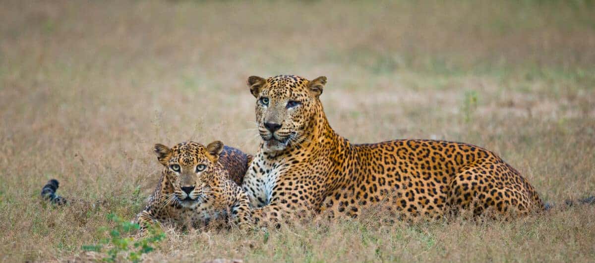 leopards