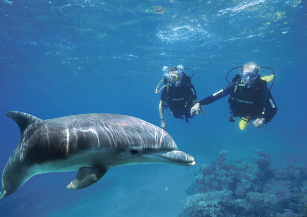 diving with dolphins