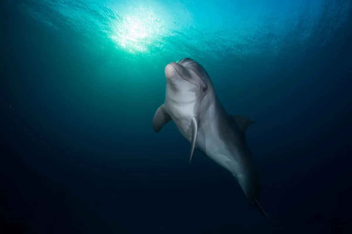 Eilat dolphin.