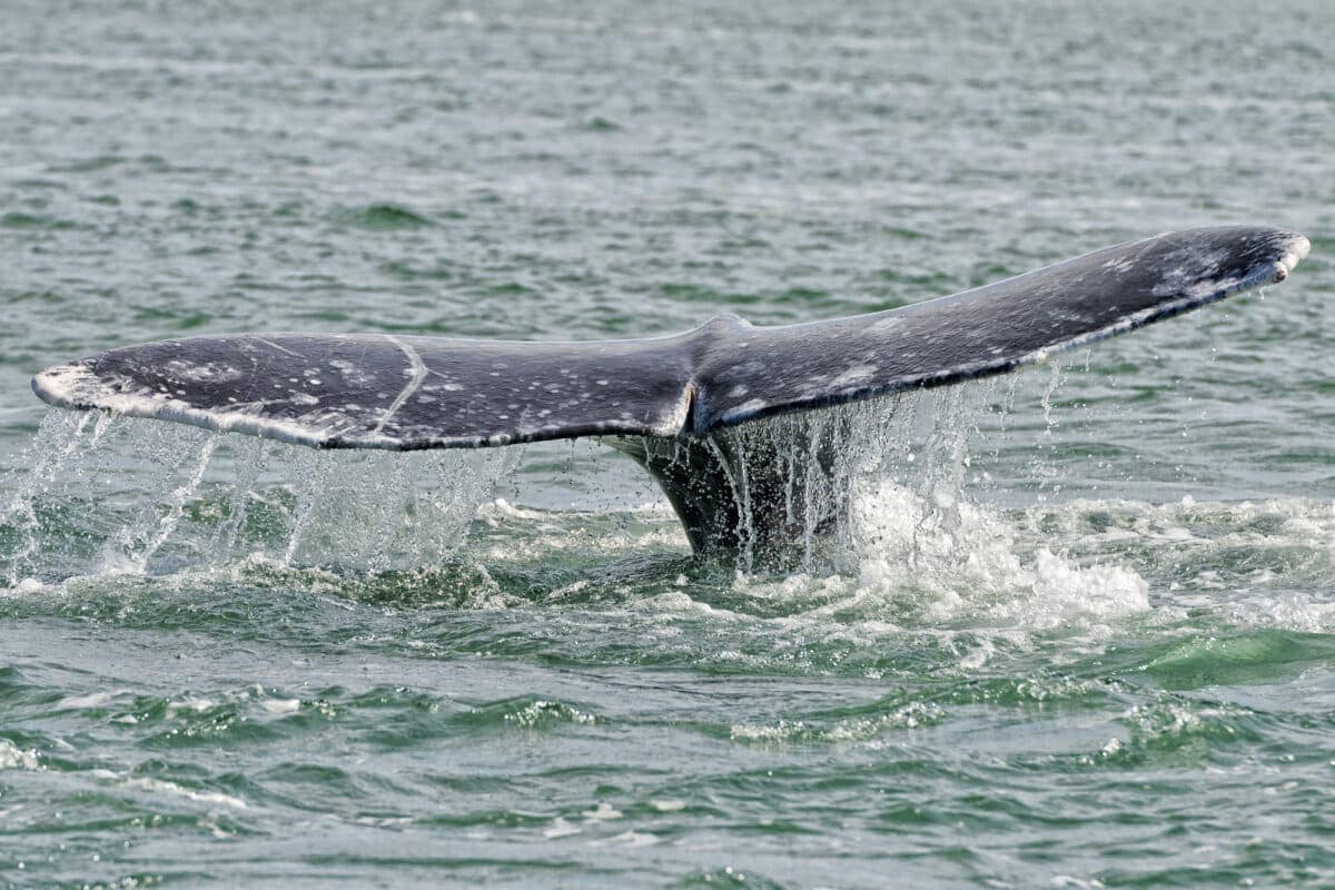 Gray whale