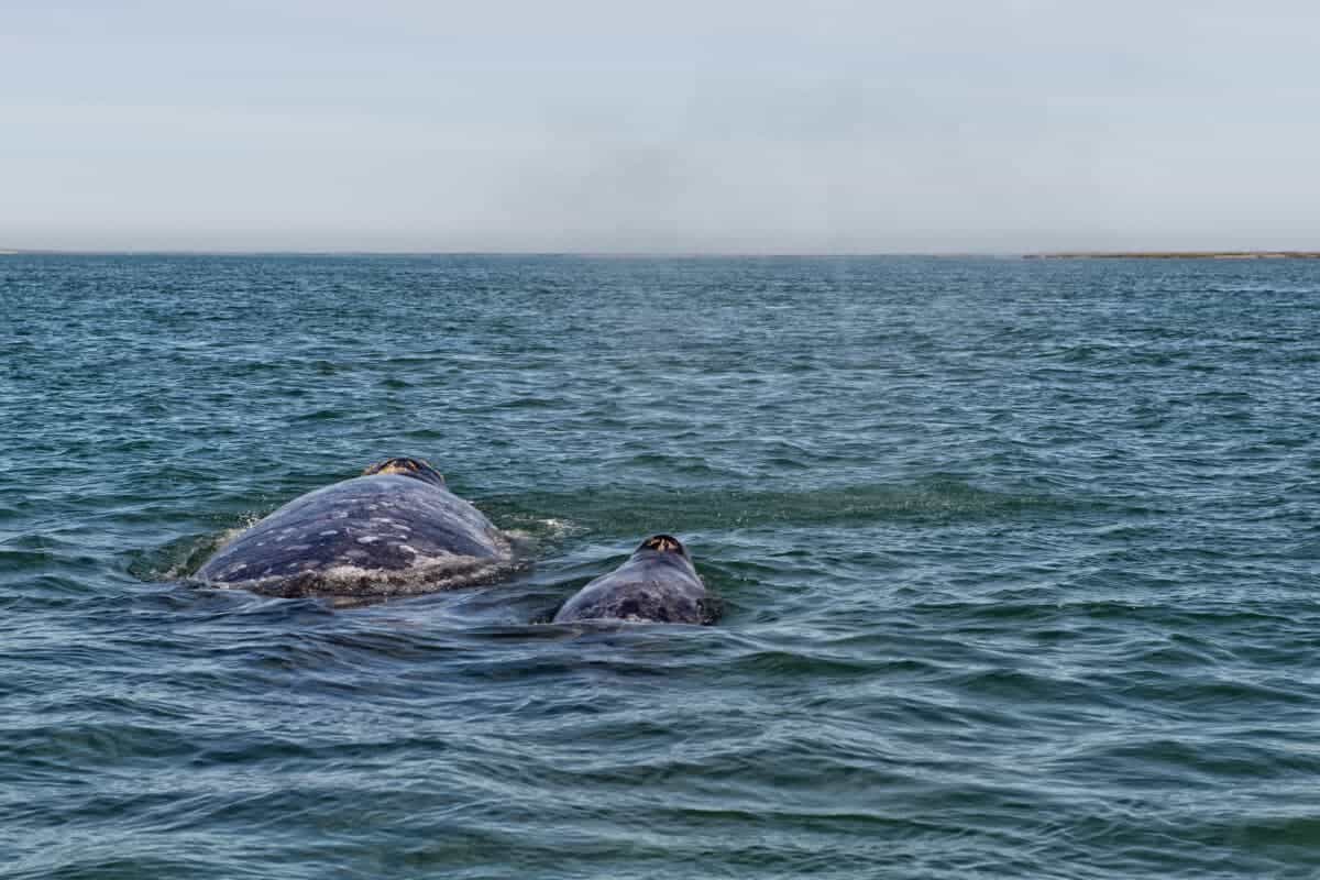 Gray whale