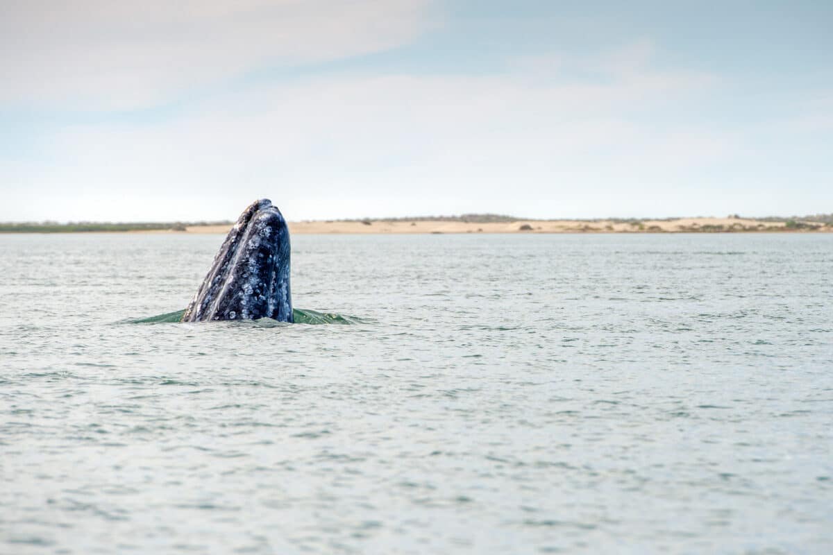 Gray whale