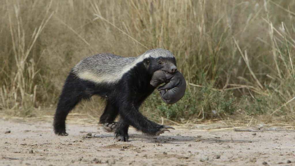 honey badger with prey in its mouth