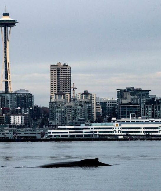 Humpback Whale Breaches Out Front Of Seattles Space Needle