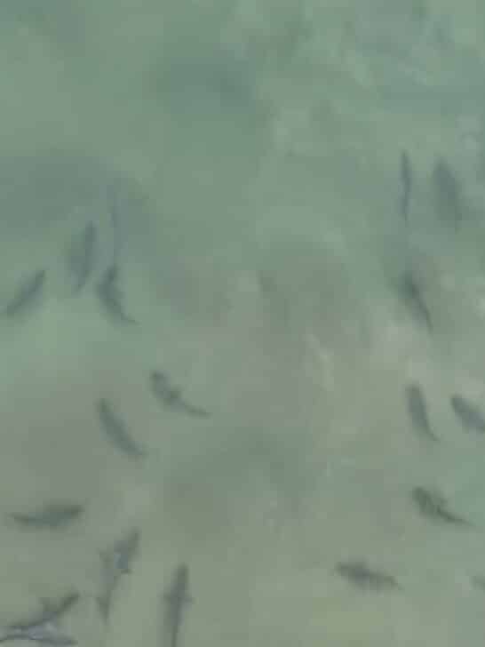 Shiver Me Timbers A Shiver Of Sharks Spotted Close To Shore