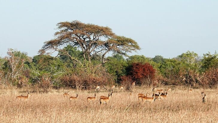Top 10 Savanna Animals
