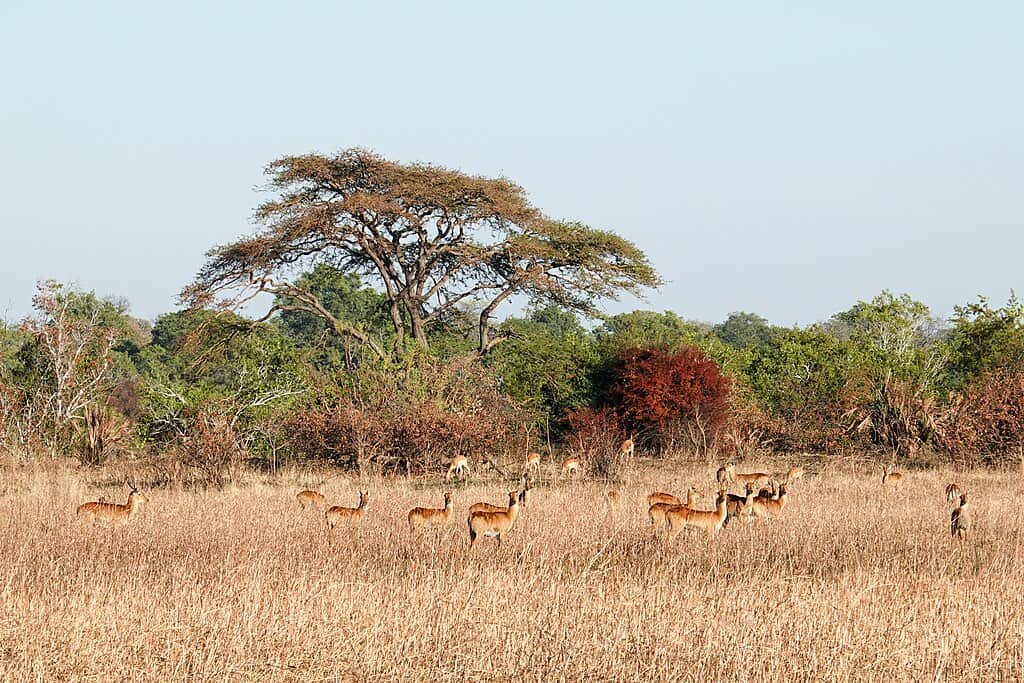 impala