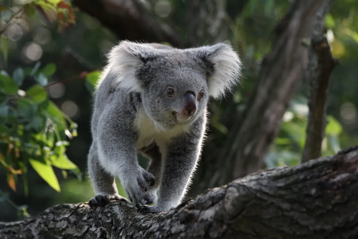 Koala in zoo