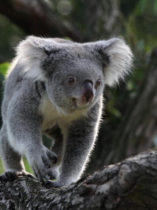 Unveil The Secrets Of Australia’s Giant 30kg Koalas