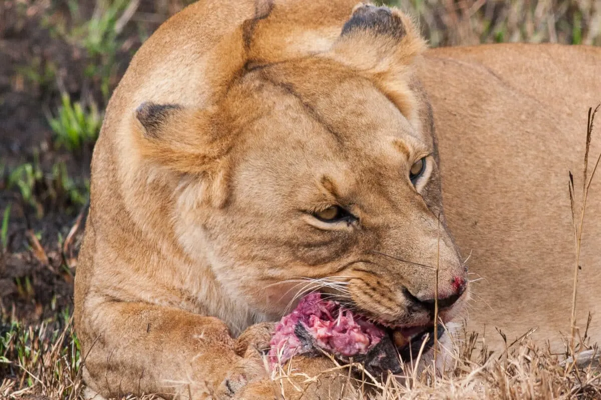 Lions eats large animals