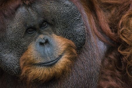 Best Places to See Orangutans