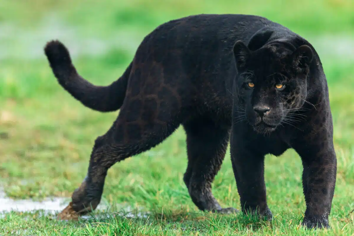 Panther