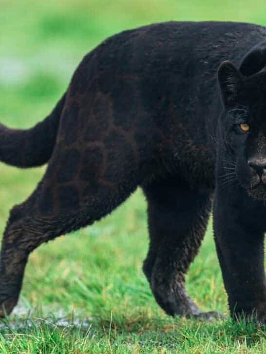 10 Black Animals