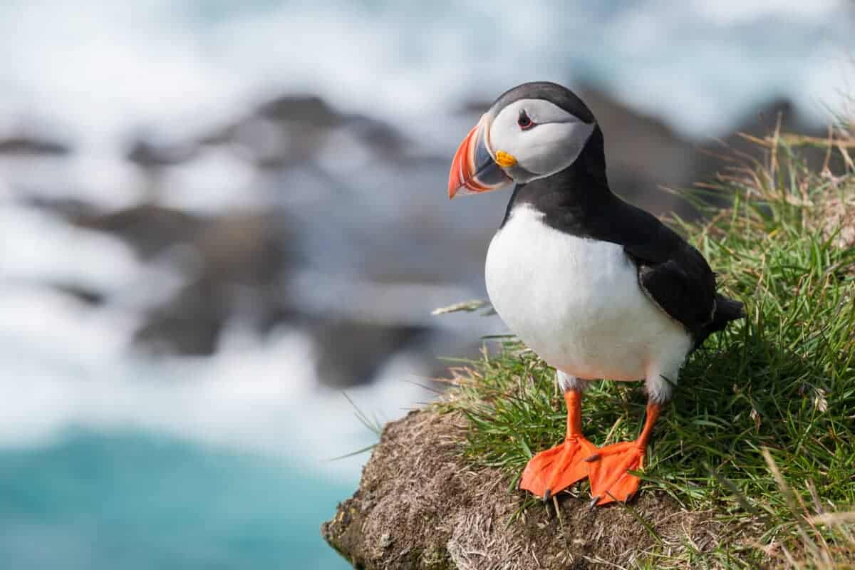 puffin