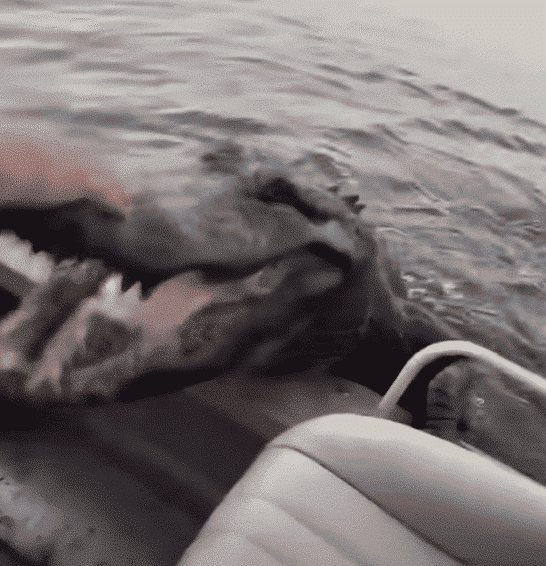 A Friendly Visit From An Alligator