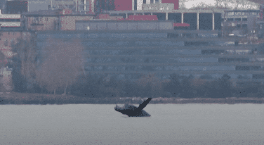 Young Humpback Whale Jumps Out of Seattle Bay
