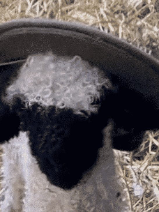 Little Lamb Rocks The Cowboy Look