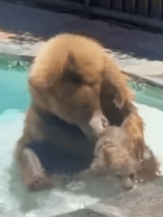 Bear Encourages Her Cub To Swim In A Swimming Pool