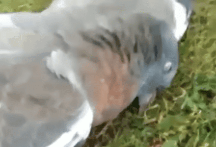 Meet the Kereru: The Drunkest Bird In The World